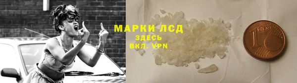 сатива Новозыбков