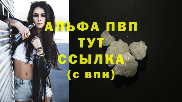 сатива Новозыбков